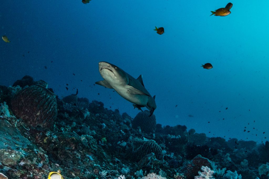 Whitetip Reef Shark