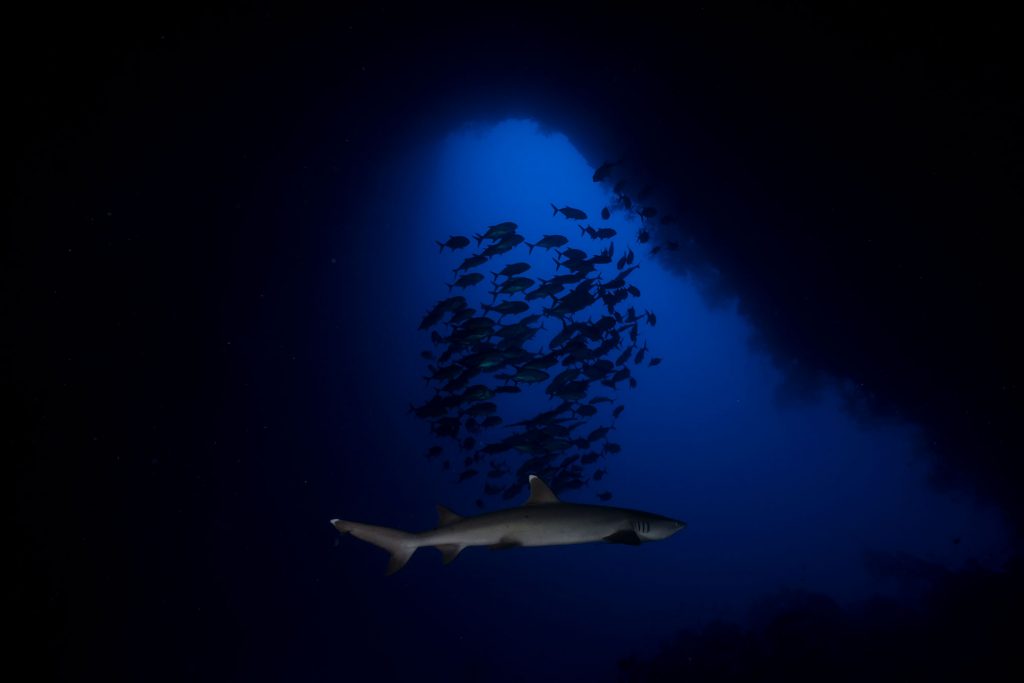 Blue Hole Palau