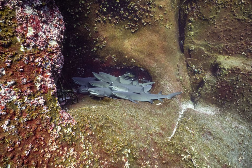 whitetips cave2 1