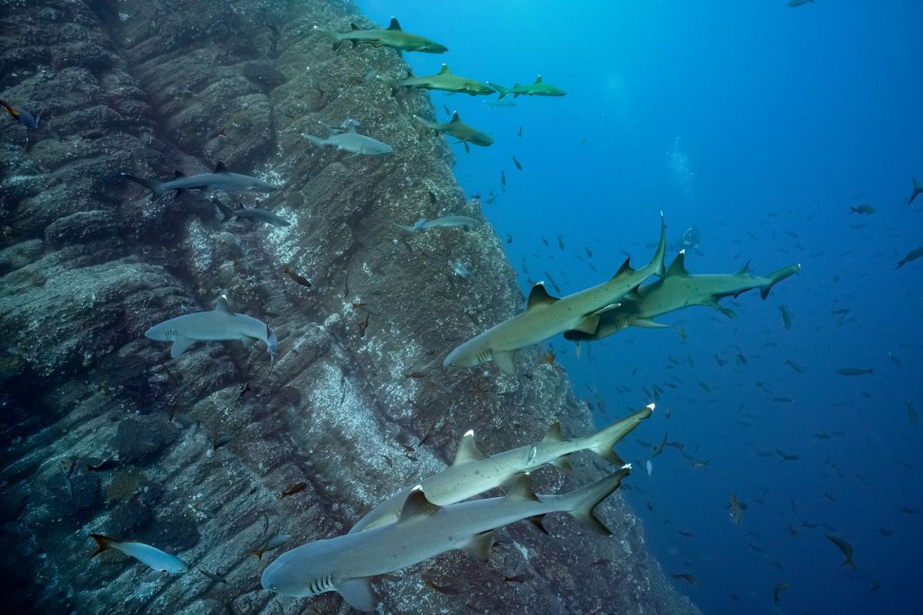 whitetip schooling