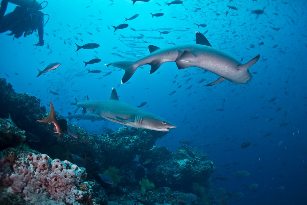 Whitetipp Reef Sharks