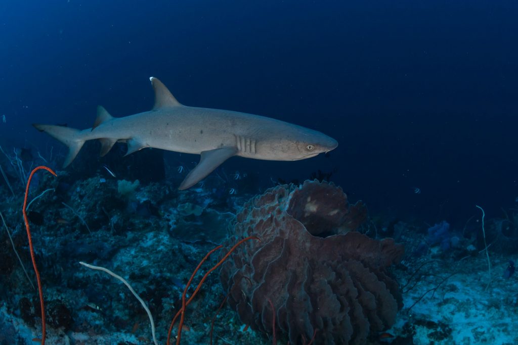 whitetipshark