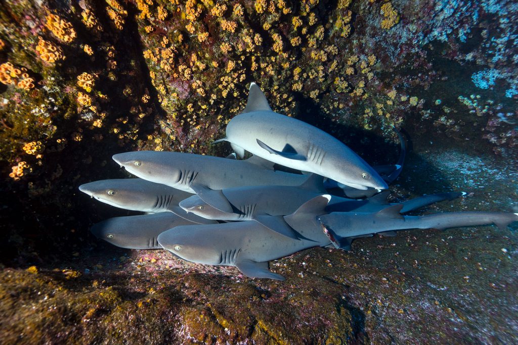 Nautilus Undersea 13 Whitetips