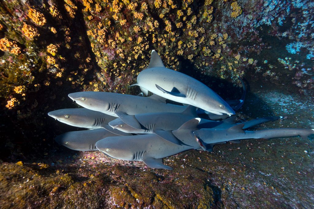 Whitetips