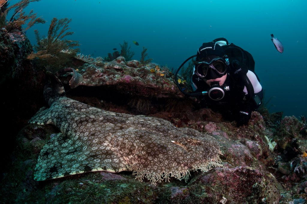 wobbegong diver