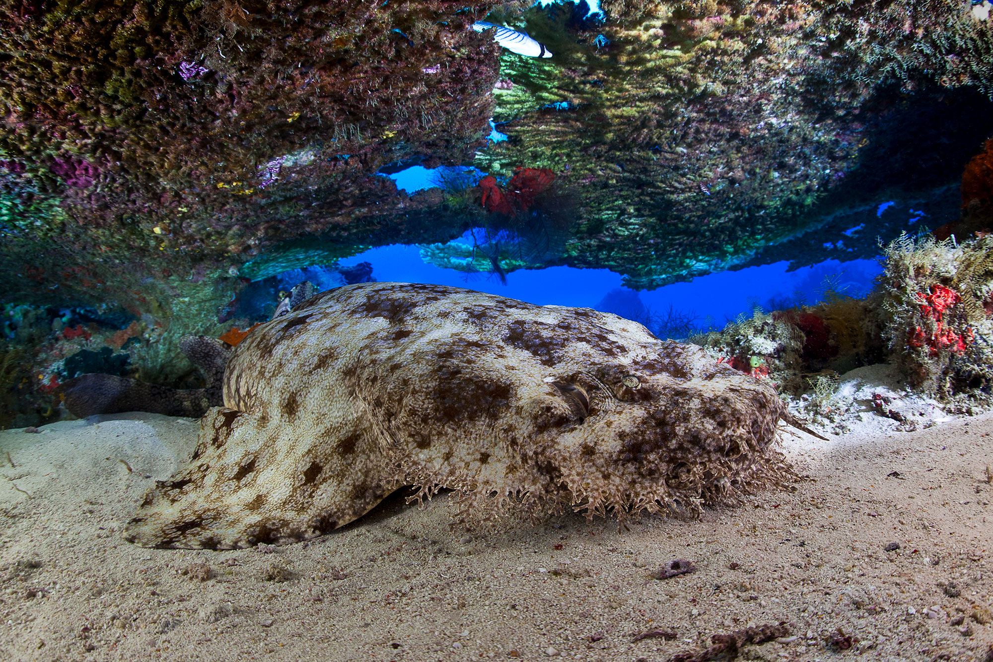 wobbegong