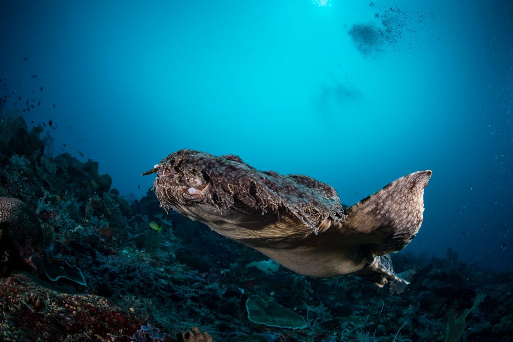 wobbegong8