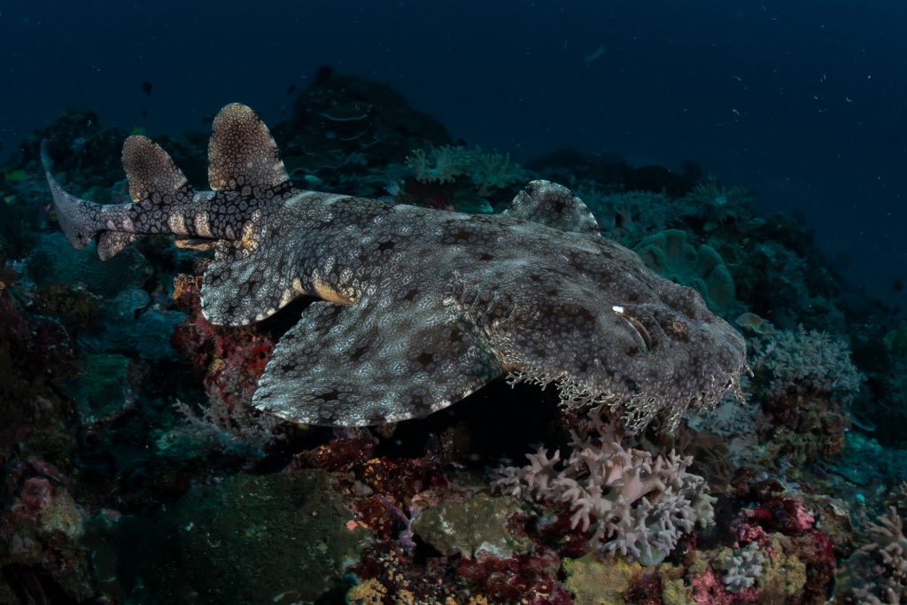 Wobbegong Raja Ampat