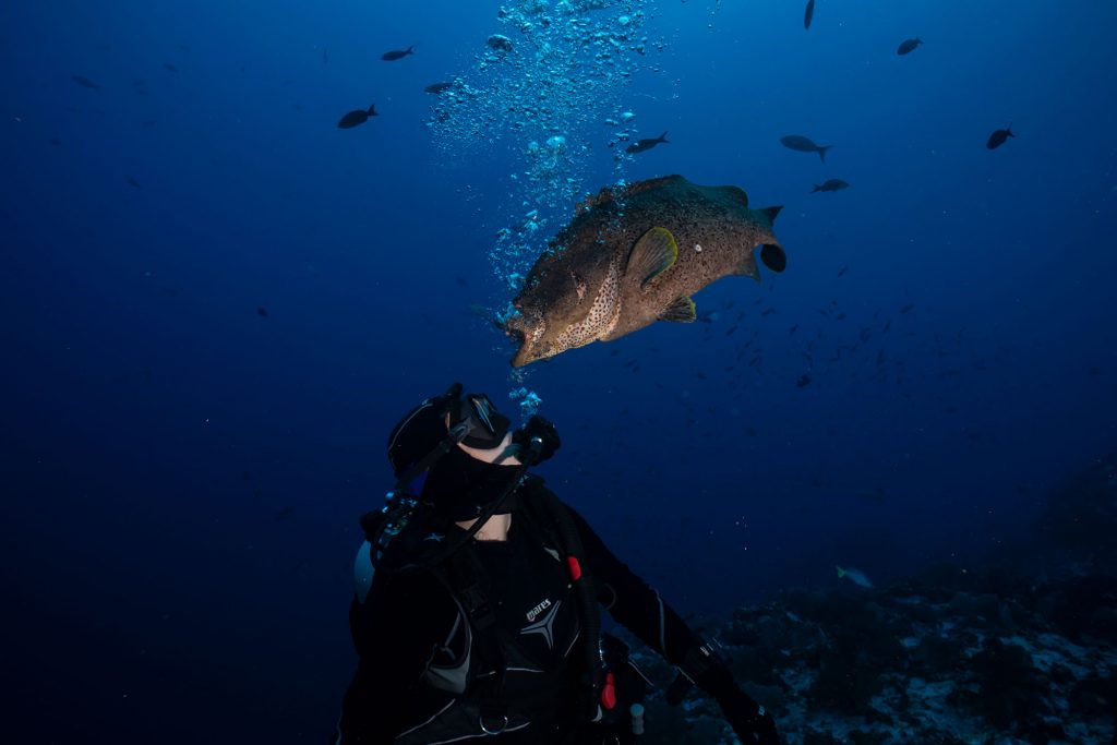 Leatherbass mit xenia