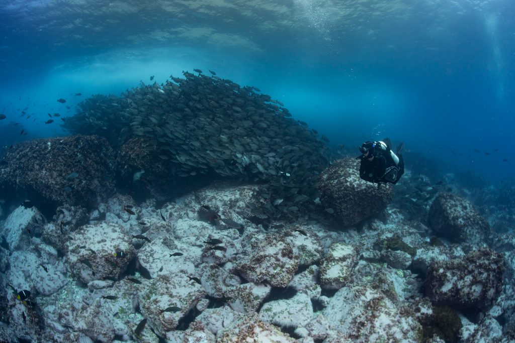 Xenia mit Snapper Malpelo