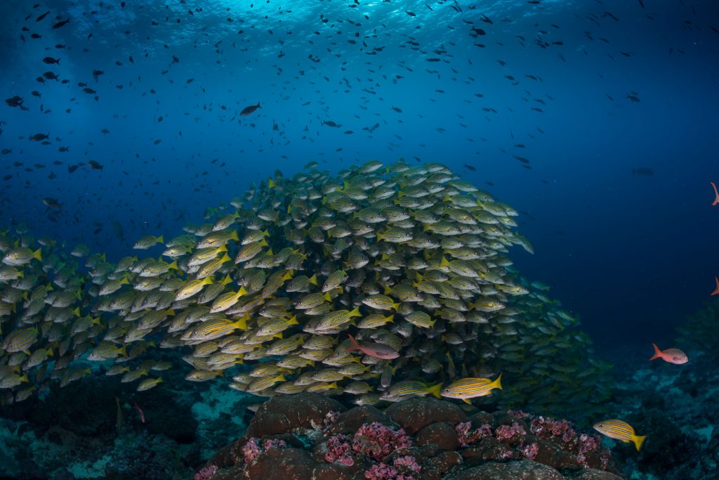 Yellow Snapper Malpelo