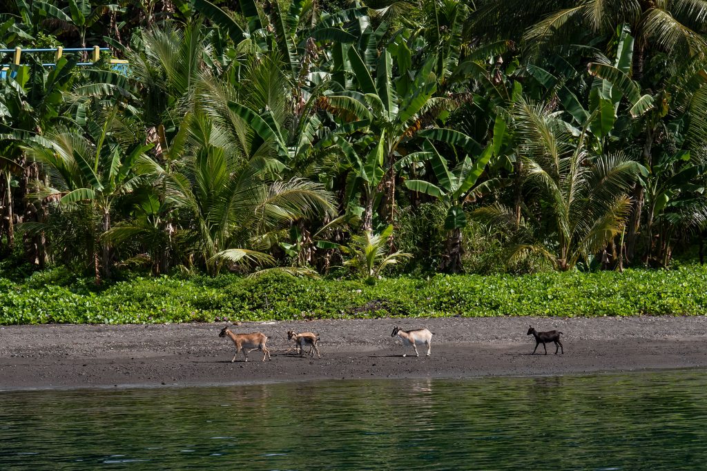 Ziegen Halmahera